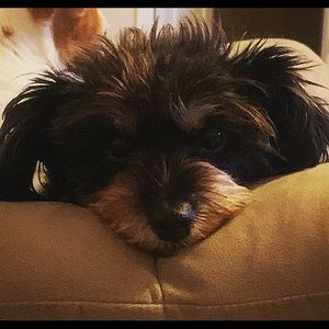 Meet your Posher, David